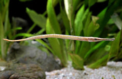 Microphis Brachyurus M Kortstaartbuisvis