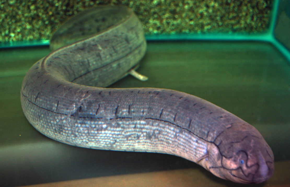 Lepidosiren paradoxa XXL Zuid-Amerikaanse longvis