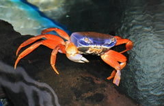 Nigeriaanse Landkrab Tricolor (Cardisooma Armatum)