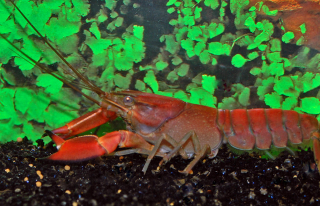 Cherax Boesemani Red Brick L Zebrakreeft Boesemani Red Brick