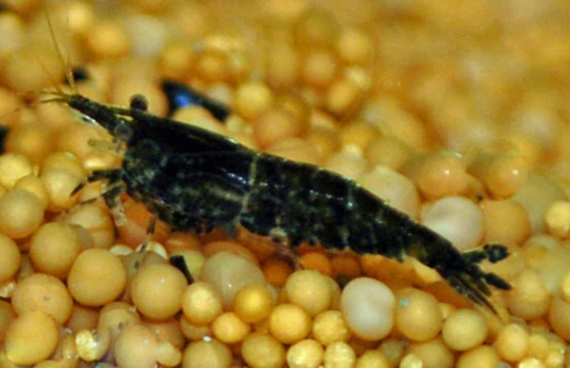 Neocaridina Sp. Navy Blue Garnaal Navy Blue