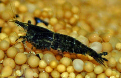 Neocaridina Sp. Navy Blue Garnaal Navy Blue