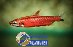 Nannostomus Amaya L Dwergpotloodvisje Super Rood Amaya