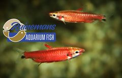 Nannostomus Amaya L Dwergpotloodvisje Super Rood Amaya