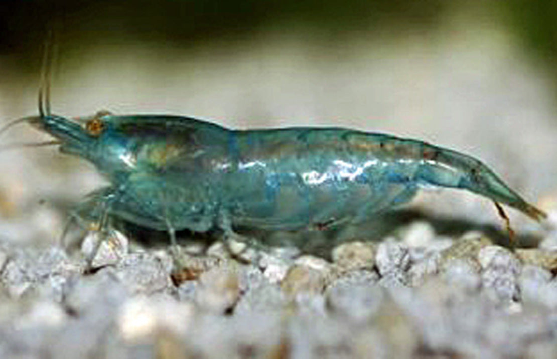 Neocaridina Davidi Blue M Blauwe Garnaal