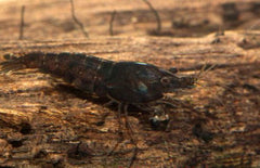 Neocaridina Davidi Black M Zwarte Garnaal