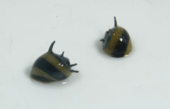 Neritina sp. Zebra Thorn - Slak