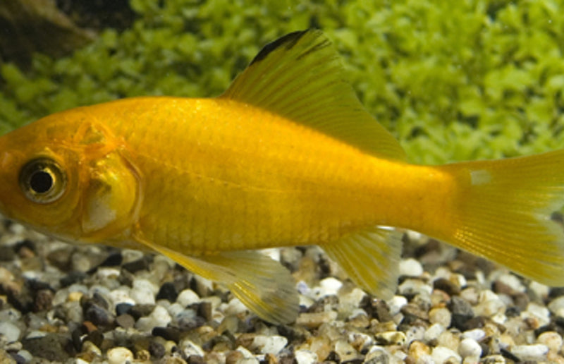 Goudvis Geel (4-6 cm)