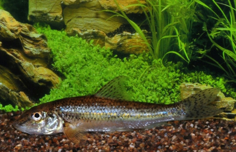 Riviergrondel Gobio gobio 7-10 cm