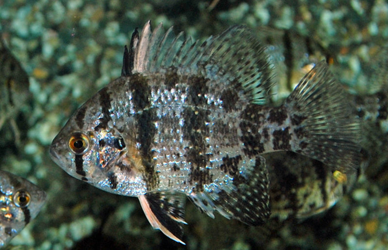 Enneacanthus chaetodon, Schijfbaars