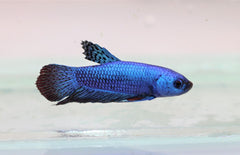 Kempvis Plakat Alien Blauw Man Betta Sp. Plakat Alien Blue Male L