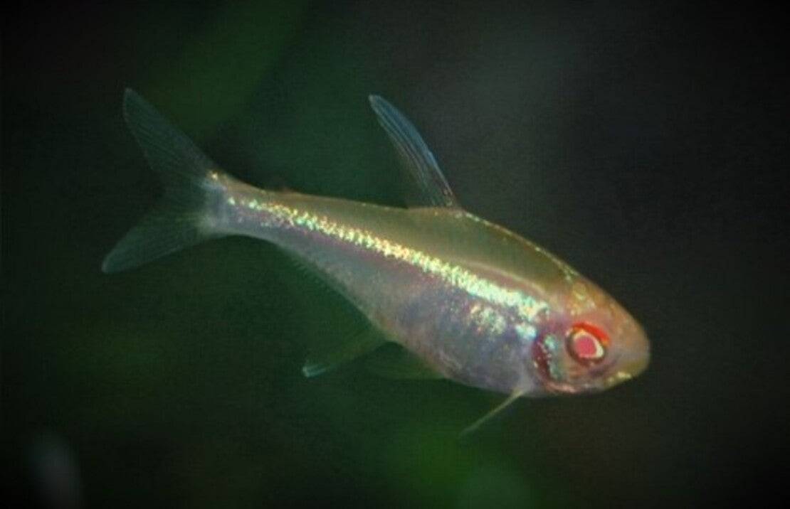 Hyphessobrycon Herbertaxelrodi Albino M Zwarte Neon Albino