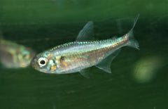 Moenkhausia Nigromarginata M Zalm Nigromarginata