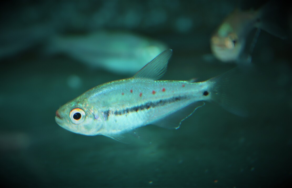 Pseudochalceus Kyburzi M Kyburz Tetra