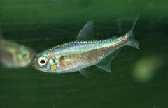 Moenkhausia Nigromarginata M Zalm Nigromarginata