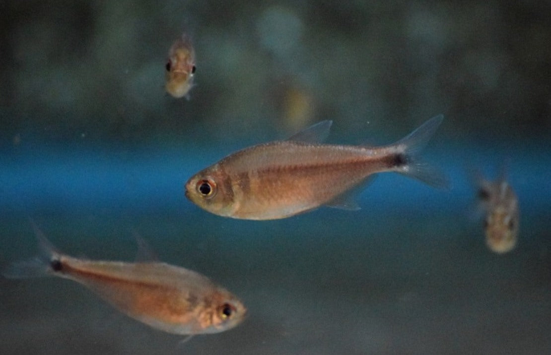 Hyphessobrycon Bifasciatus L Tetra Bifasciatus