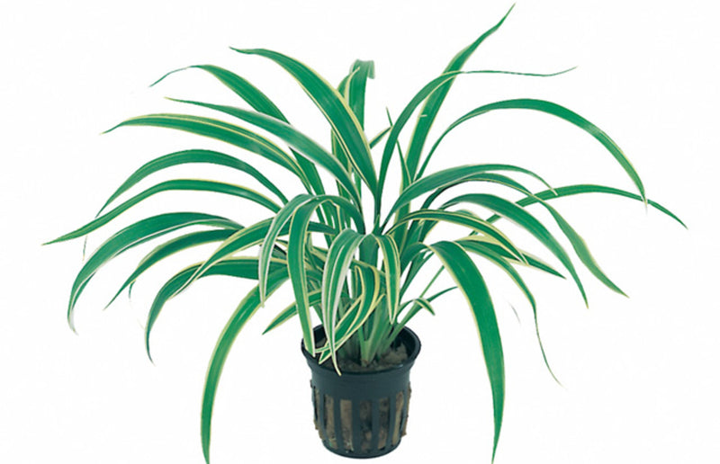 Chlorophytum Bichetii