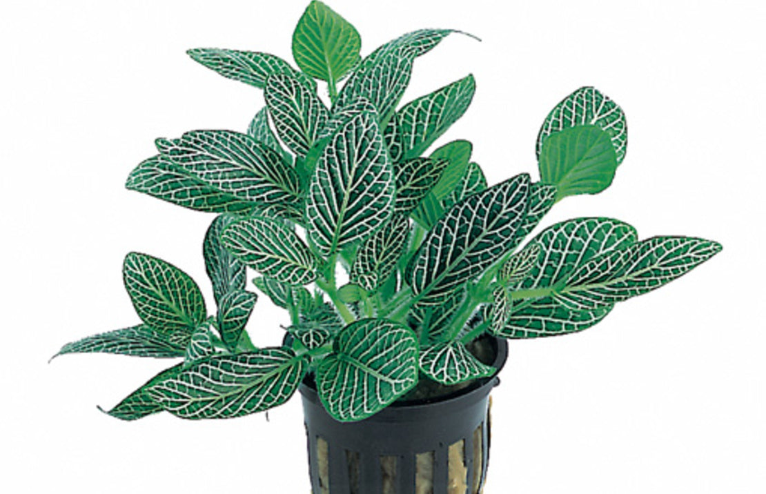 Fittonia 'mini White terrarium