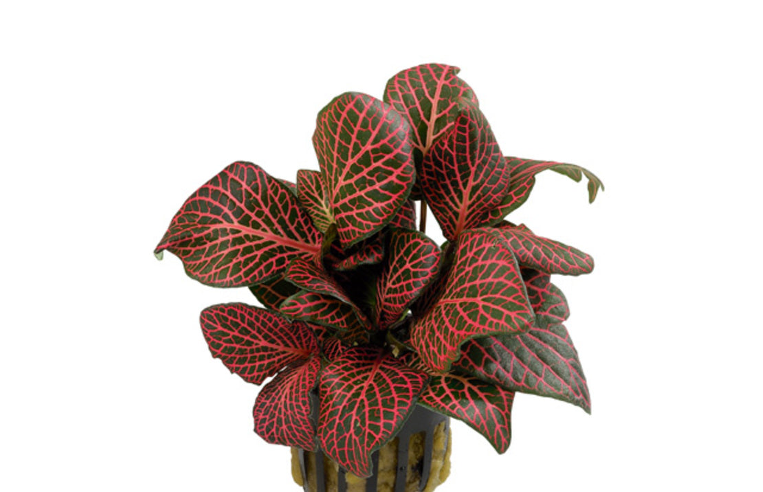 Fittonia 'red' terrarium