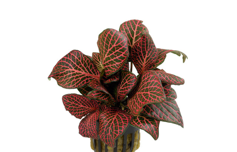 Fittonia 'red' terrarium