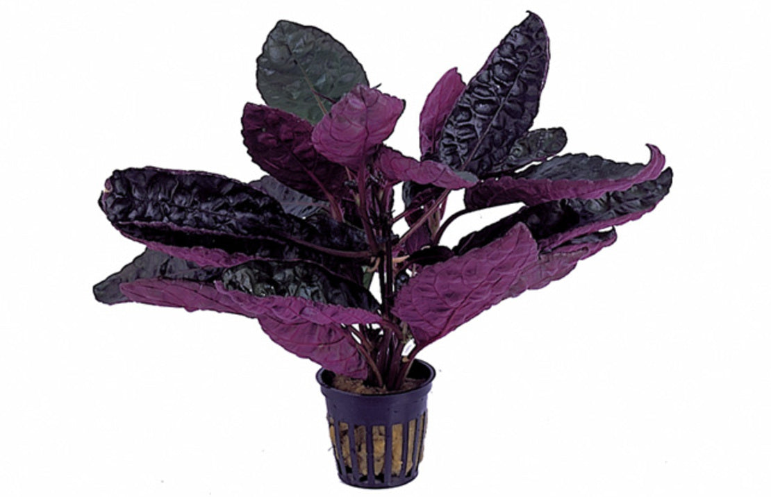 Hemygraphis Colorata