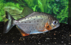 Pygocentrus Nattereri Rode Piranha