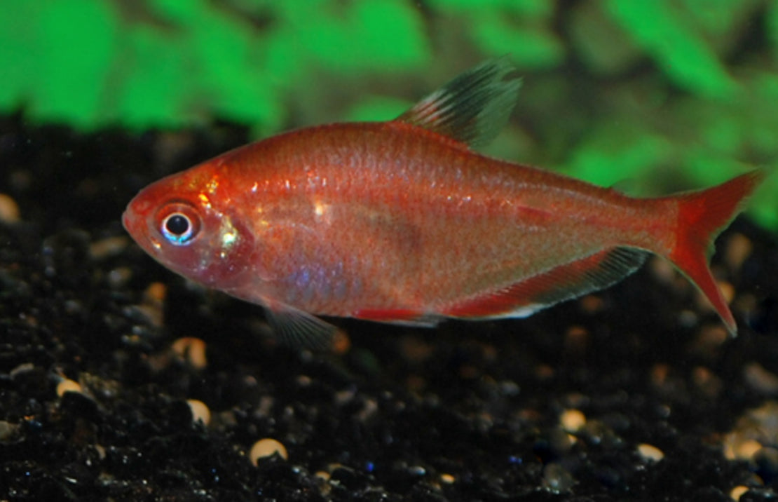 Hyphessobrycon Eques Red Gold M Rode minor goud