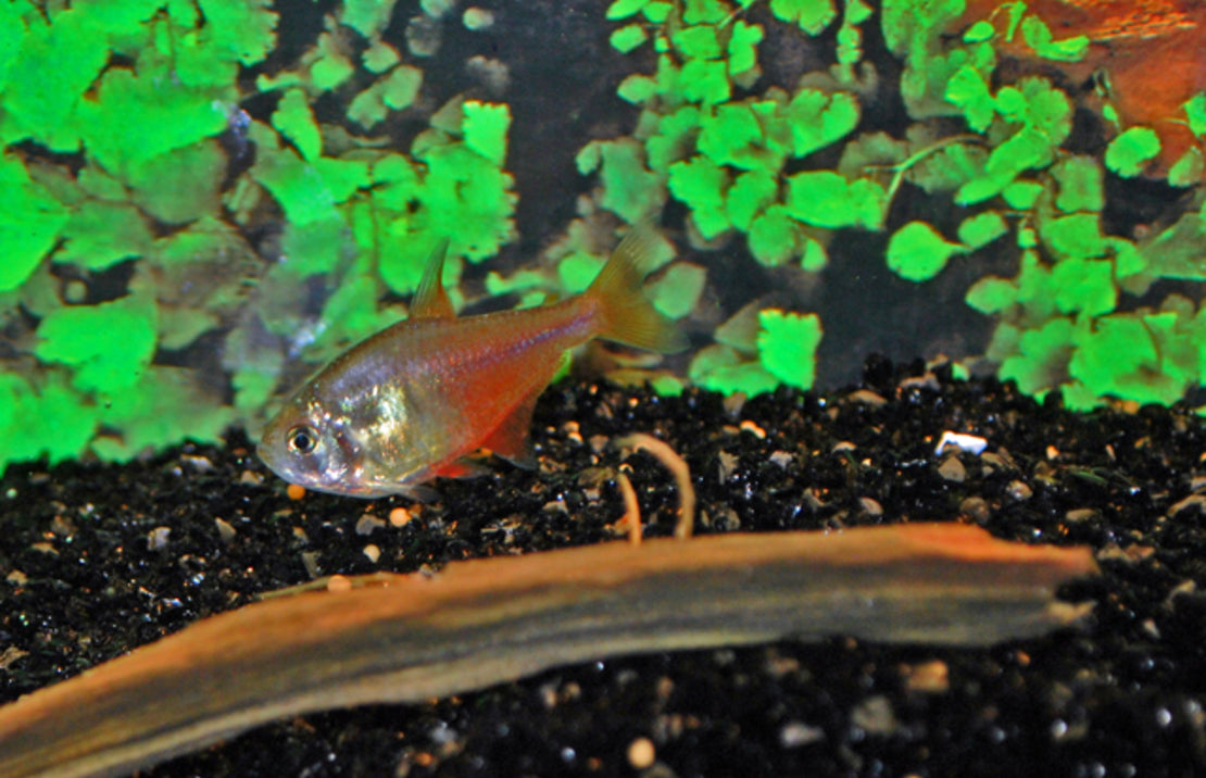 Hyphessobrycon Flammeus Rode Rio