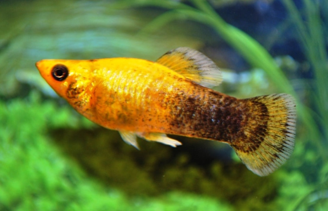 Poecilia Sphenops Molly Golddust Half Zwart