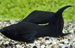 Poecilia Sphenops Black Molly Sluier