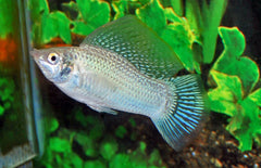 poecilia velifera hoogvinkarper zilver
