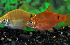 Pethia Conchonius Neon M Prachtbarbeel Neon