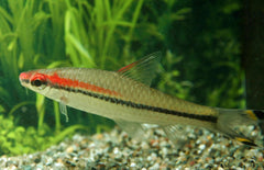 Sahyadria Denisonii M Torpedo Barbeel