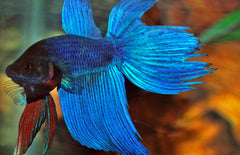 Betta splendens Kempvis man mixed colors