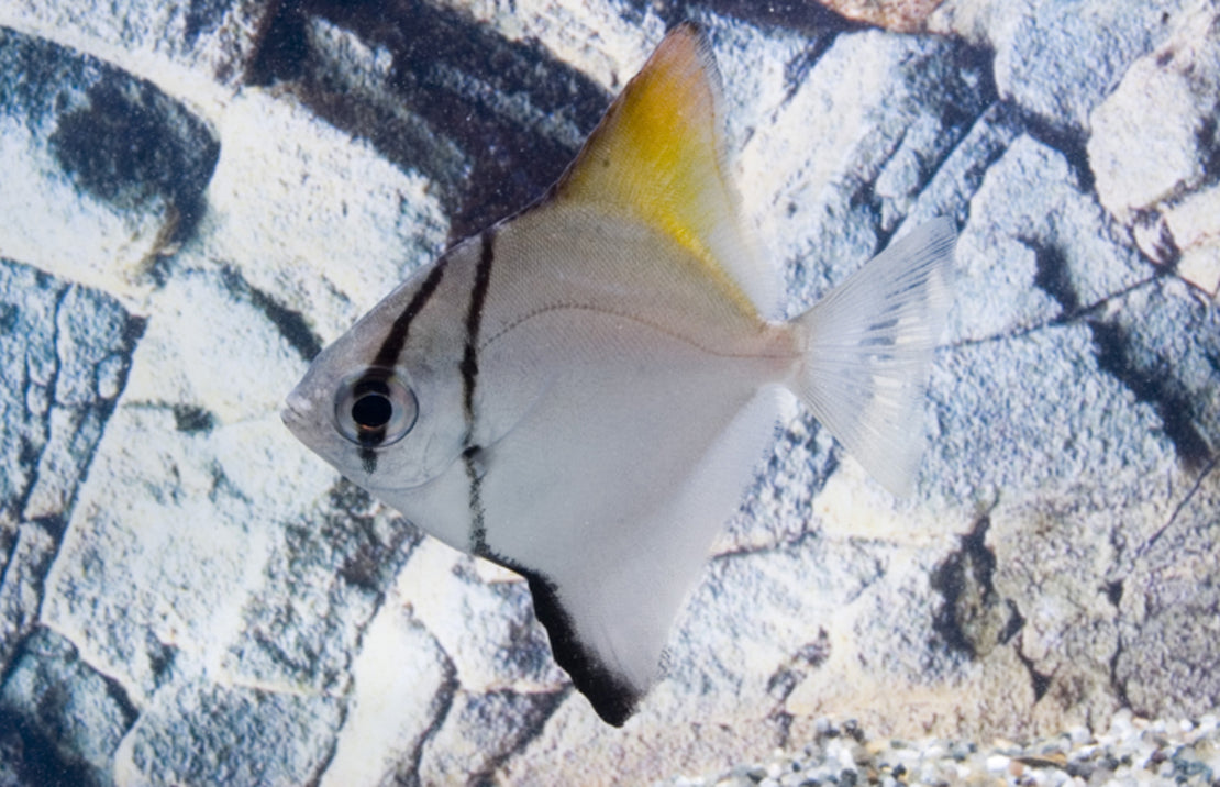 Monodactylus Argenteus S Zilverbladvis