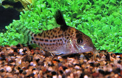 Corydoras Ambiacus L Pantsermeerval Ambiacus