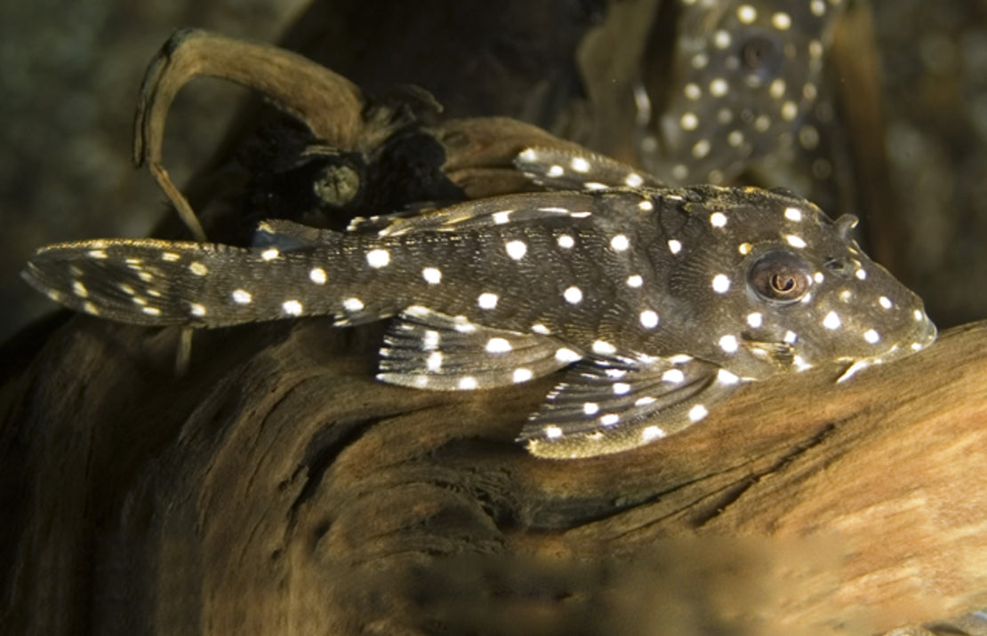 L201 Hypancistrus Sp. S L201 Orinoco Angel Pleco