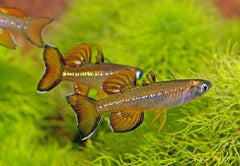 pseudomugil tennelus