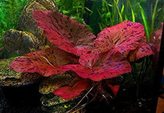 Nymphaea Zenkeri - Rode Tijgerlotus