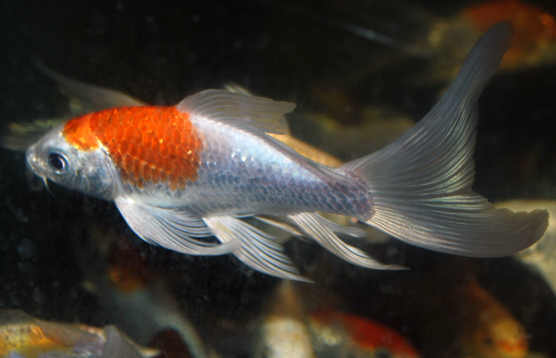 Koikarper Sluier Europa 7-10 cm