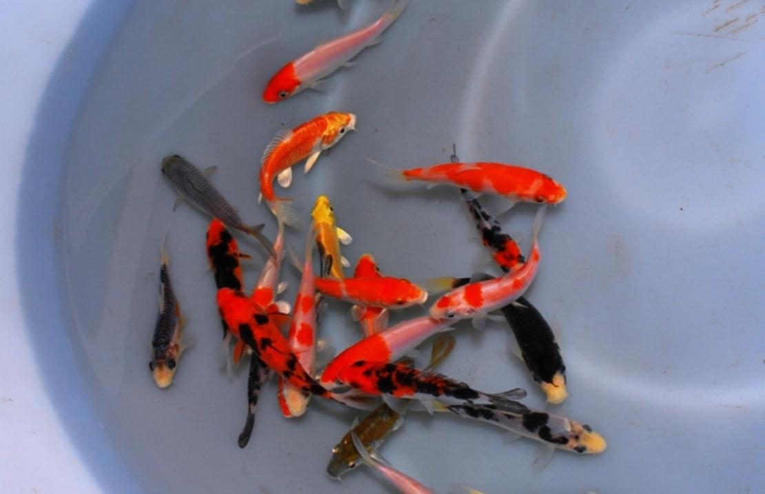 Koi karper Extra Kleur Europa 7-10 cm