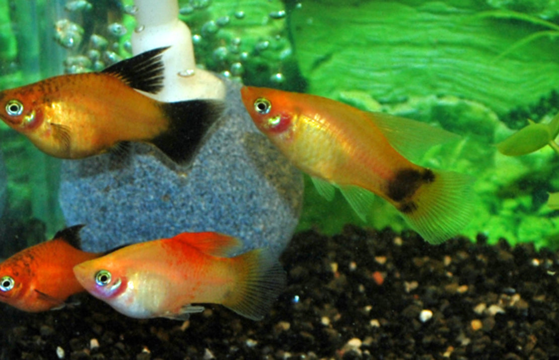 Xiphophorus maculatus platy Mix