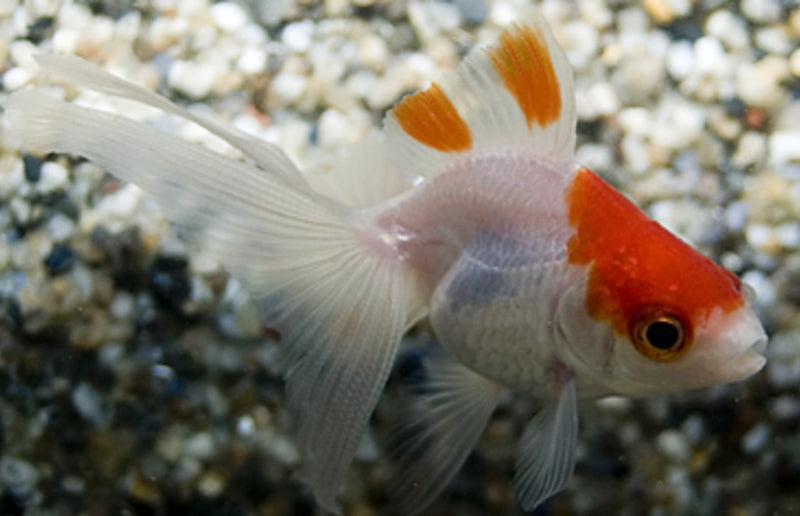 Sluierstaart Rood-Wit