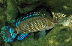 Badis Badis Blauwe Baars India