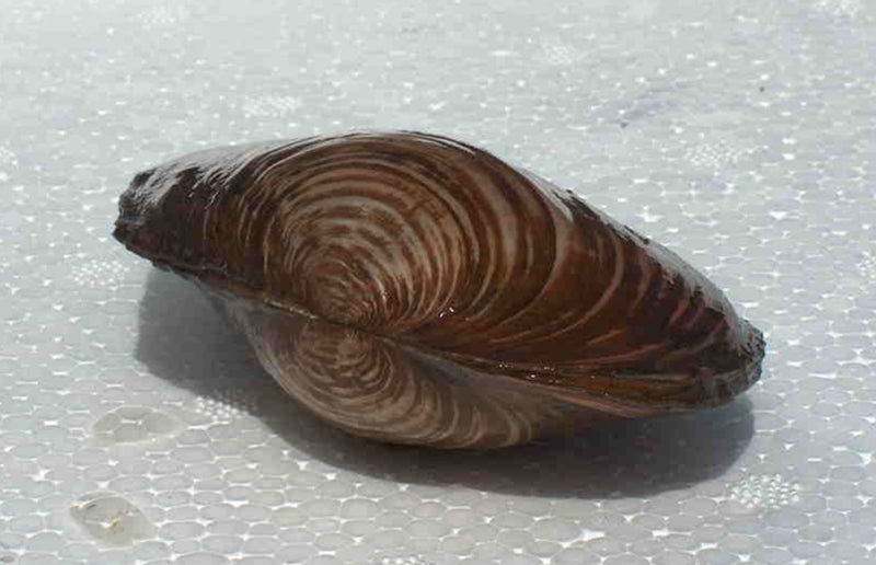 Zwanenmossel Anodonta cygnea S