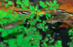 Endler guppen Poecilia wingei