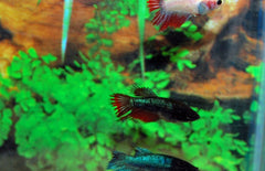 betta splendens kempvis vrouw crowntail