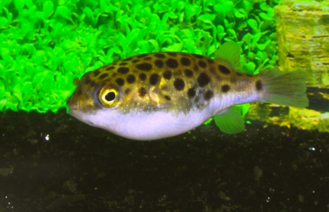 Dichotomyctere Nigroviridis Gespotte Kogelvis Thailand