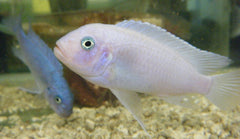 Pseudotropheus Callainos
