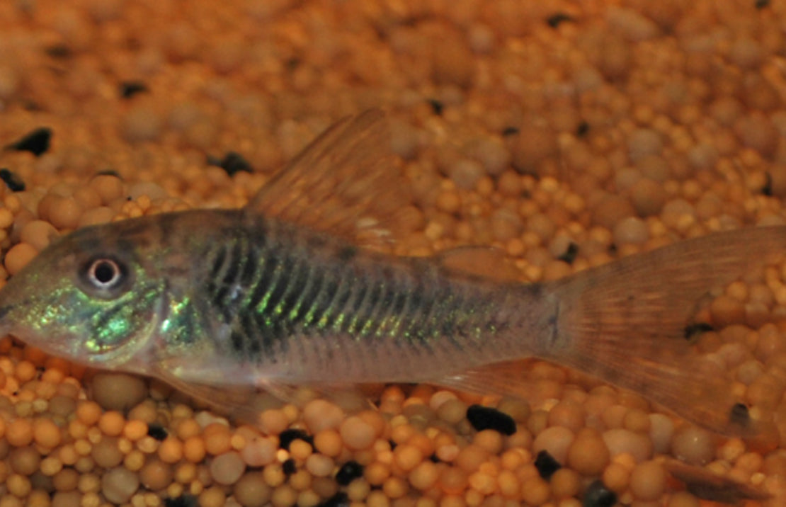 Corydoras Septentrionalis M Pantsermeerval Septentrionalis